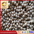 Best and Healthy Quality Walnut in Shell